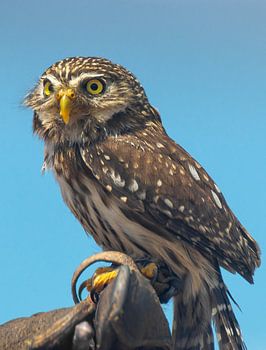 Steinkauz wacht in der Sonne