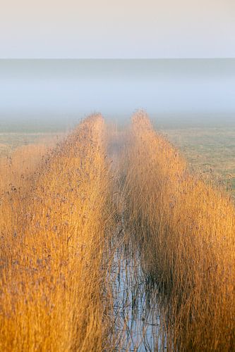 Friesland. Vegetation along stream with seawall in background.