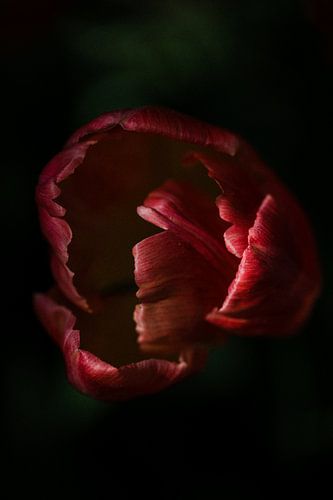 contrastrijke foto van een tulp