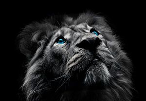 Die Augen eines Löwen