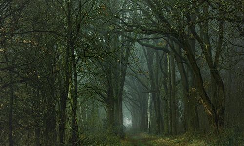 De verdwijning van LANETfotografie