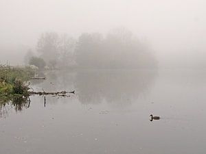 Floating in Fog