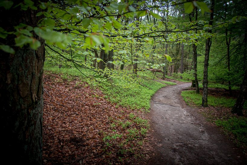 Waldweg im Frühling von Suzanne Schoepe