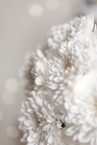 Witte bloemen