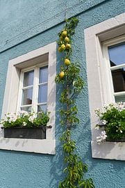 Façade with pear tree by Heiko Kueverling