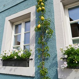 Façade with pear tree by Heiko Kueverling