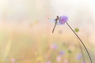 Libelle im Morgentau. von Francis Dost Miniaturansicht