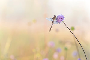 Libelle im Morgentau.