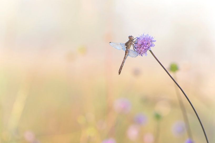 Libelle im Morgentau. von Francis Dost