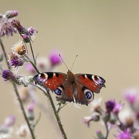 Dagpauwoog van JacArt Prints