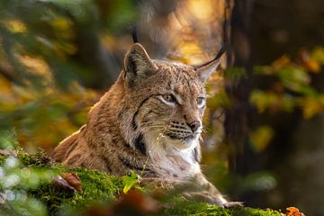 Lynx in het mos van Odens Van der Zwan