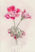 Bloem in vaas , roze gekleurd