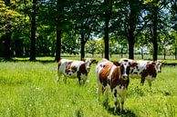 Koeien op het landgoed van Sjoerd van der Wal Fotografie thumbnail