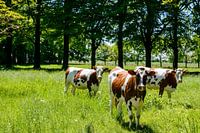 Cows in a field during summer