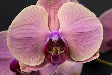 closeup van een roze paarse orchidee van W J Kok