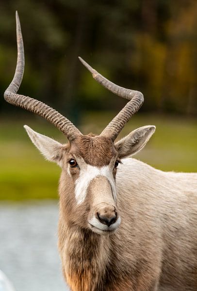 Un cerf au zoo par Sammy de With