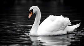 Eleganter Fotodruck „Weißer Schwan“ – Ruhige, monochrome Wanddekoration mit Wasservögeln