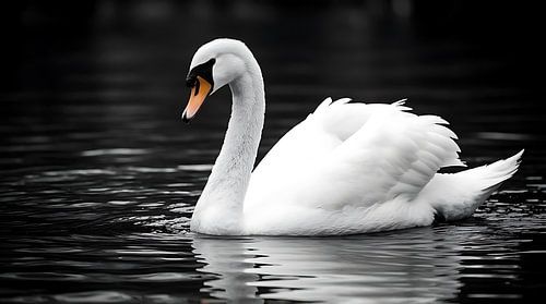 Eleganter Fotodruck „Weißer Schwan“ – Ruhige, monochrome Wanddekoration mit Wasservögeln von MIROKKU