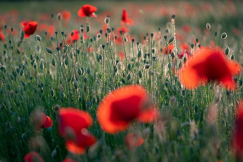 Mohnblumen im Licht der untergehenden Sonne #6 von Edwin Mooijaart