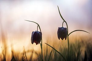 Schachblume im Frühling