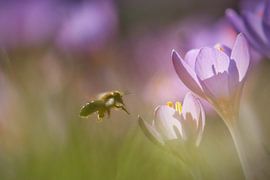 Monique Visser The bee and its flowers by Monique Visser