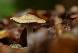 Champignon
