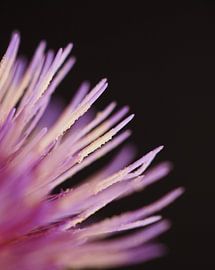 Thistle purple macro photography close-up details artistic by raisa haveman