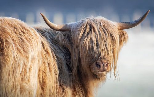 Schottischer Highlander