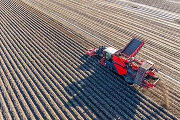 Aardappelen rooien in een veld met een rooimachine
