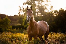 Goldene Wiese von Jitse Vervoort