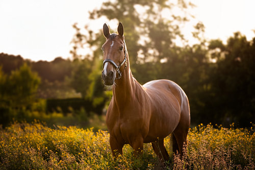 Golden Meadow