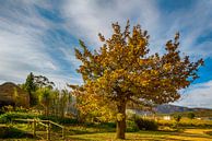 Herfstboom bij een wijngaard in Cederbergen, Zuid Afrika van Theo Molenaar thumbnail