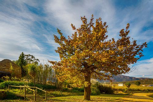 Herfstboom bij een wijngaard in Cederbergen, Zuid Afrika