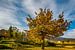 Herbstbaum auf einem Weinberg in Cederbergen, Südafrika von Theo Molenaar