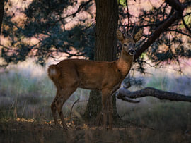 Reebok in the rutting season on the Westerheide by Miriam van Dun