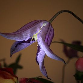 fleur, style ancien maître, exotique, violet sur Pim Klabbers