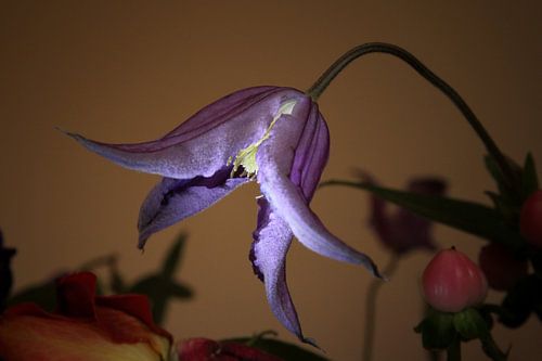 Blume, alter Meisterstil, exotisch, violett