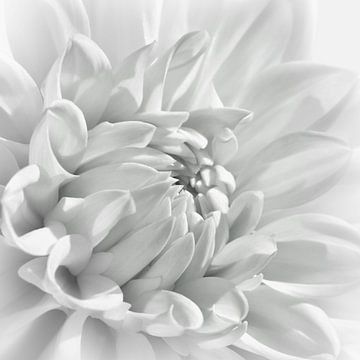 Dahlie von Violetta Honkisz