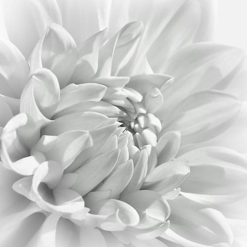 Dahlia
