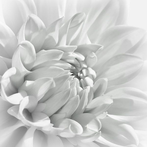 Dahlia van Violetta Honkisz