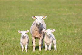 Hausschaf mit Lamm von Sven-Erik Arndt