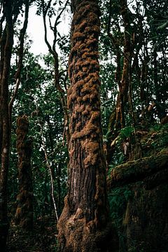 Tropische boom met mos van Len Veld