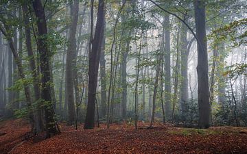 La forêt de Slochter dans un magnifique brouillard sur Marga Vroom