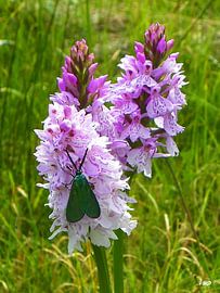 Ampher green widow on orchid by Norbert Hergl