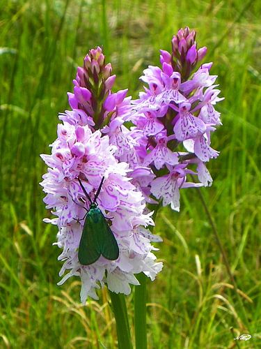 Ampher groene weduwe op orchidee