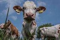 Portret van een koe van Ans Bastiaanssen thumbnail