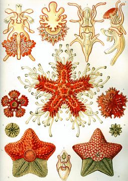 Asteridea, Ernst Haeckel