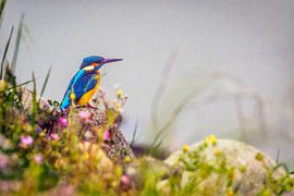 European kingfisher (') by Alain Gaymard