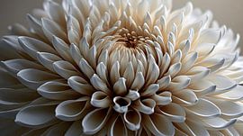 Witte bloem in zacht licht van Jonas Weinitschke
