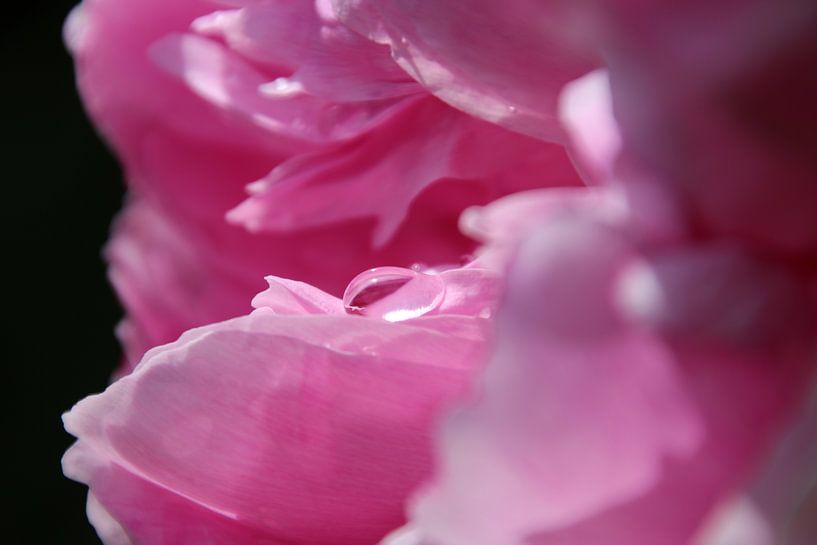 Peony by Saffira Meijer